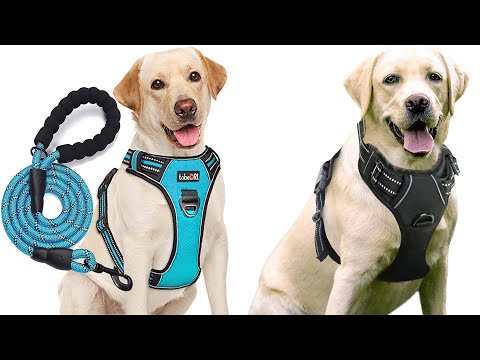Best Dog Harness | Top 10 Dog Harness For 2021 | Top Rated Dog Harness