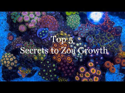Top 5 Tips to ZOA Growth, Color, and Size in my Nano Reef Tank Zoa Garden. The Secret to Zoanthids!