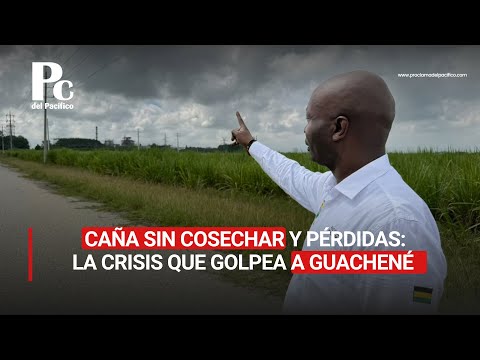 Caña sin cosechar y pérdidas: la crisis que golpea a Guachené