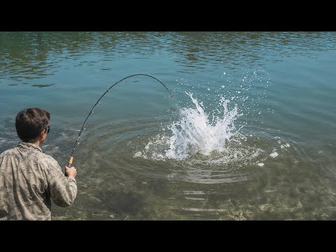 Weißer Riesenwels sorgt in dieser Teichanlage für Aufruhr!