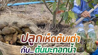 ลงเชื้อเห็ดตับเต่าแบบเส้นใยกับต้นมะกอกน้ำหรือหมากแซว