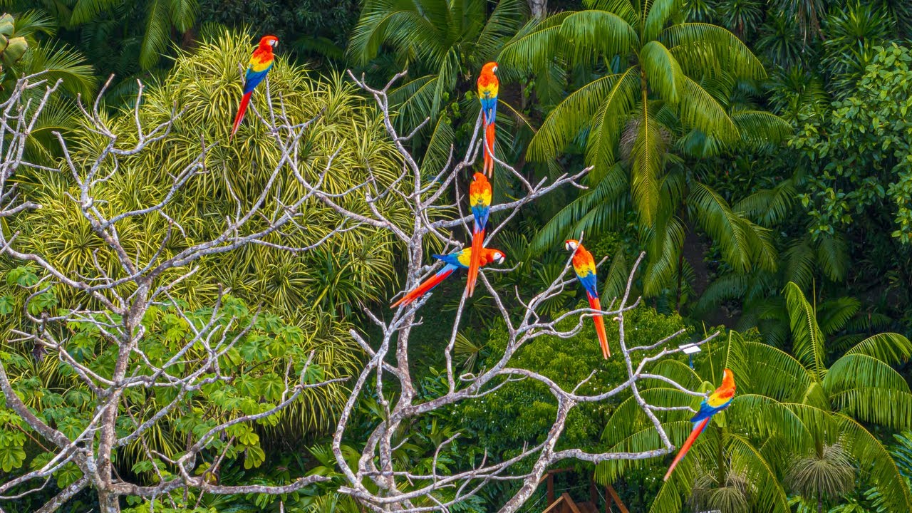 Fotograma de video: Refugio en la Península de Osa y su fauna