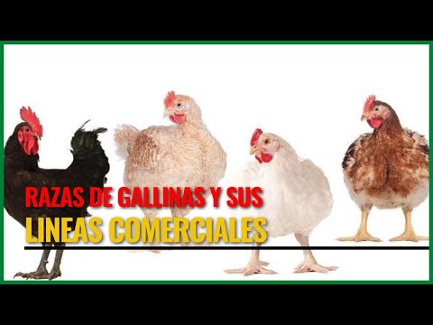 , title : 'RAZAS DE GALLINAS Y SUS LINEAS COMERCIALES'