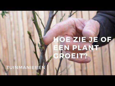 Hoe zie je of een plant of struik groeit?