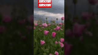 Download lagu I don't want to do this without you #music mp3