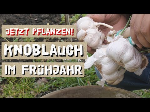 , title : 'Knoblauch im Frühjahr anbauen'