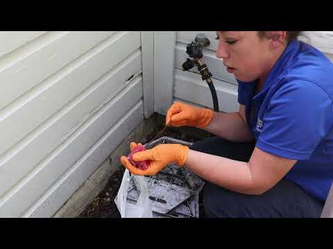 Replenishing the Bait for Rodents in Eatontown, NJ