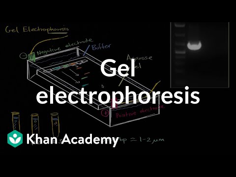 Gel electrophoresis | Biomolecules | MCAT | Khan Academy