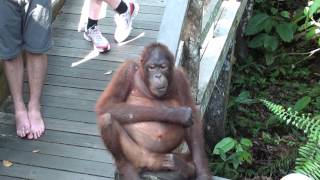 preview picture of video 'Rencontre avec un Orang Outan sur la plateforme du Sepilok'
