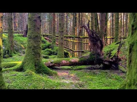 Skuld - Skogen (Official Video)