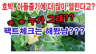 호박, 아들줄기에 더 많이 열린다고? ㅎ ㅎ 누가 그래?? 팩트체크는 해봤남???(호박재배, 호박 심기, 호…