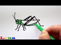 Grashüpfer Zeichnen How To Draw A Grasshopper как нарисовать кузнечика