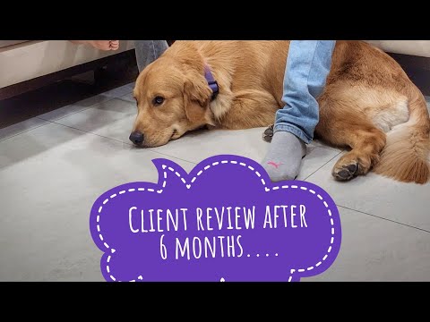 Training your dog can save his life!