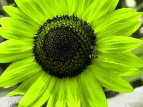 A MOMENT ALONE - the sunflower & the bee -  Stephen Duros
