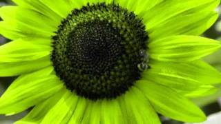 A MOMENT ALONE - the sunflower & the bee -  Stephen Duros