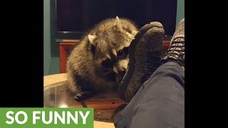 Raccoon helps owner remove rocks from her shoes