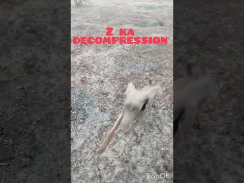 Z ko bhagta dekh Khushi hoti hai #dogtraining  #behaviourtraing #dogs