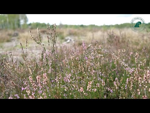 Wyjątkowe wrzosowisko i prawdziwa pustynia w zasięgu ręki!
