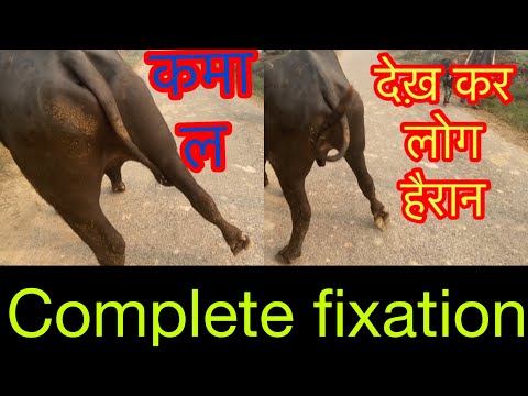 Medial patellar desmotomy l MPD l upward fixation of the patellar l