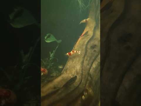 Water Bug Beauty #shrimpkeeping #snail #aquarium