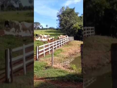 Fazenda em minas gerais