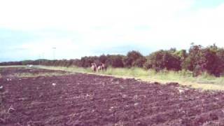 preview picture of video 'carreras de caballos'