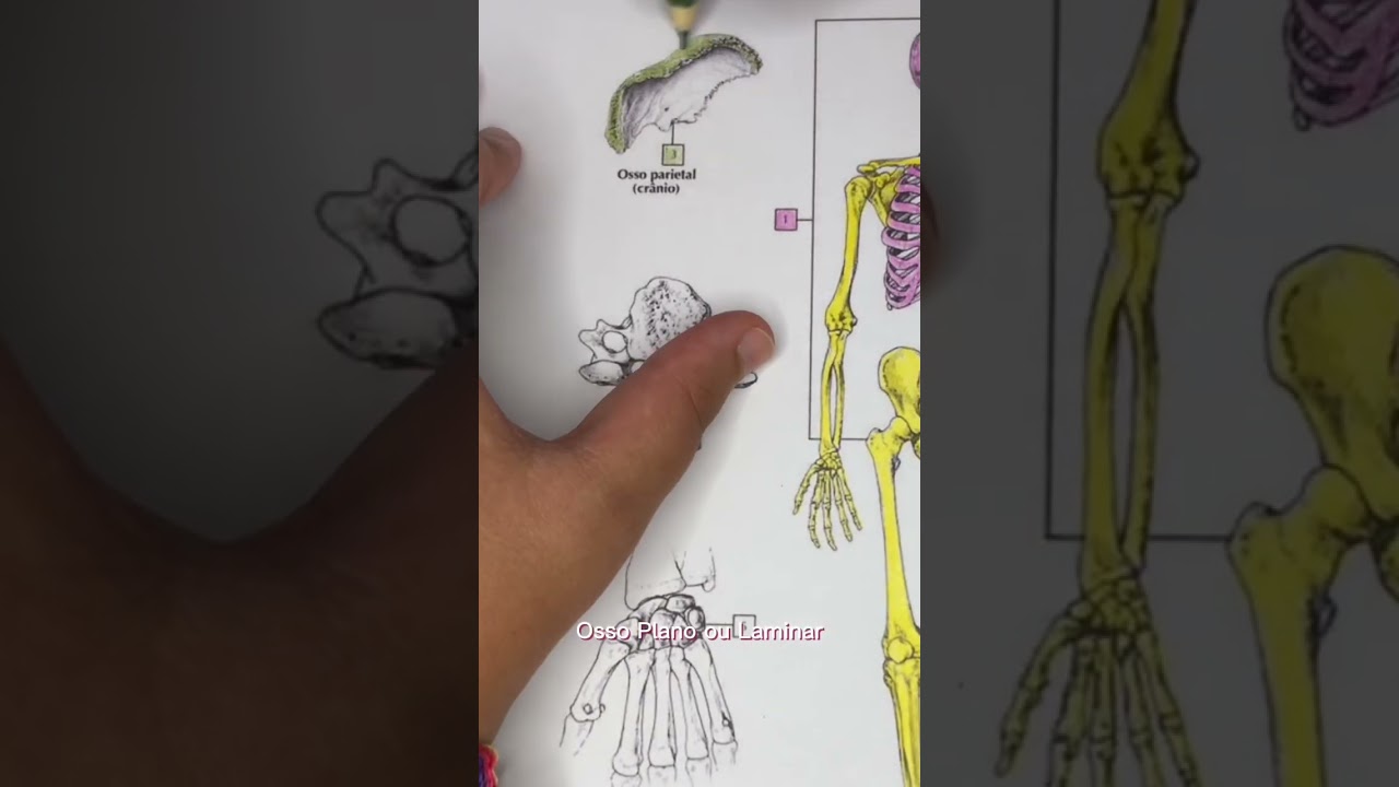 Anatomy - Human Skeleton