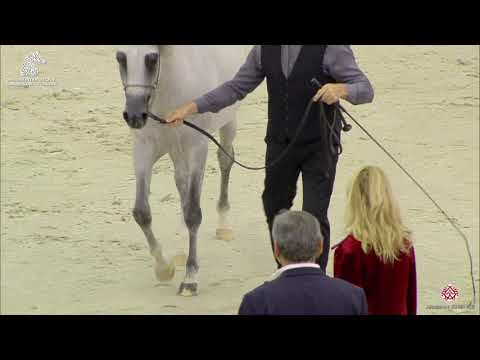 N 202 BURKAN ALSEIAR   Sharjah Arabian Horse Festival 2020   Stallions 4 to 6 Years old Class 10A