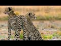 A Wildebeest Bull Stands Up To Two Cheetahs