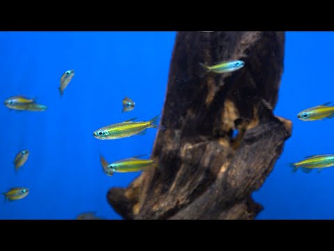 Goldener Kongosalmler - Phenacogrammus aurantiacus