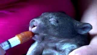preview picture of video 'CUTE AUSTRALIAN ORPHAN BABY WOMBAT | FEEDING & PLAYING'