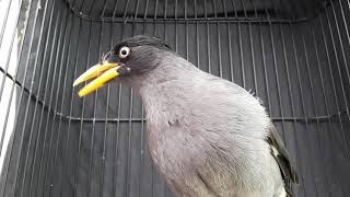 Download lagu Jalak kebo gacor | pancingan jalak kebo malas bunyi mp3 Download lagu Jalak kebo gacor | pancingan jalak kebo malas bunyi mp3