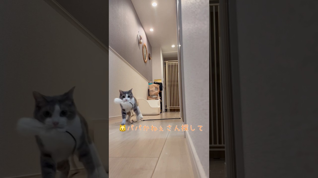 先生とは遊びたくない…けど遊ばないなら遊んでくれる人さがそーな猫【先生の愛猫スーちゃん】#cat #猫 #保護猫 #shorts