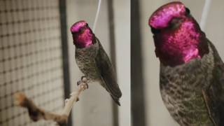 Kyla La Grange - Hummingbird