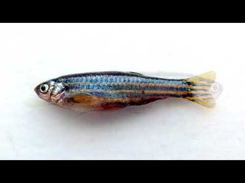 Zebra Danios. Pros and Cons, Price, How to choose, Facts, Care, History