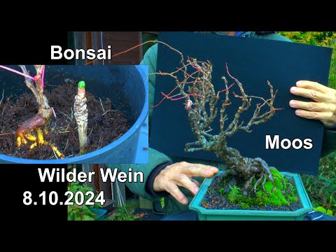 Bonsai Wilder Wein und wilder Wein begutachten und Informationen auch zu den Moosen auf dem Stein