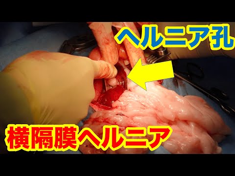猫の横隔膜ヘルニア - 症状と治療法
