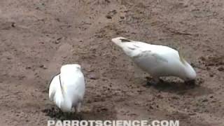 preview picture of video 'Scientific Discovery! Parrots eating clay in Australia - geophagy'