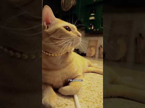 Younger & smarter 😂🥰😂❤️👶🤗#cat #comedy #funny #shorts