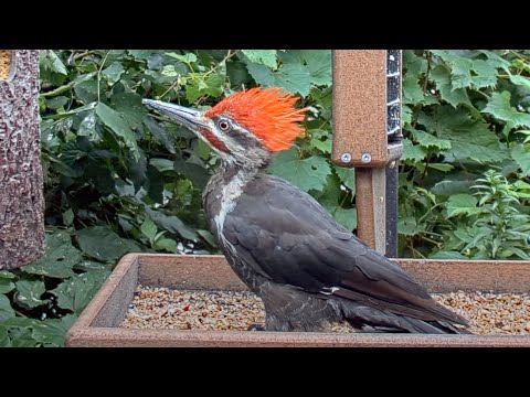 Pileated Woodpeckers Continue Foraging Daily at the #CornellFeeders | August 17, 2023