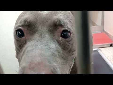 Cinda Rest in Peace 2y A835354 kennel 125 PACC shelter 20260201 175321933