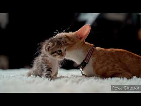 kichi luha😭 jhari thila akhi ru tu chali gala pare💔🥀