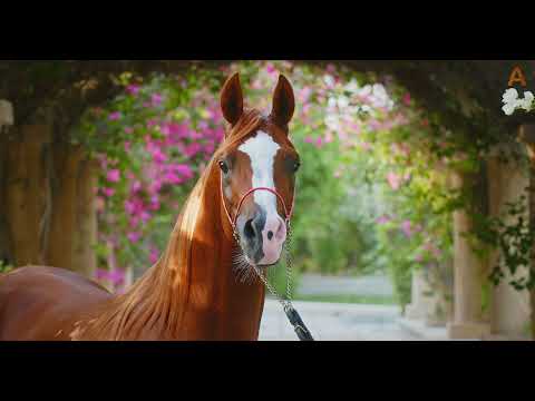 Animalia - Arab horses in Dubai