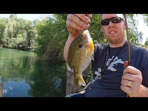 Pond fishing for bluegill and white bass with worms. How to catch bluegill Video