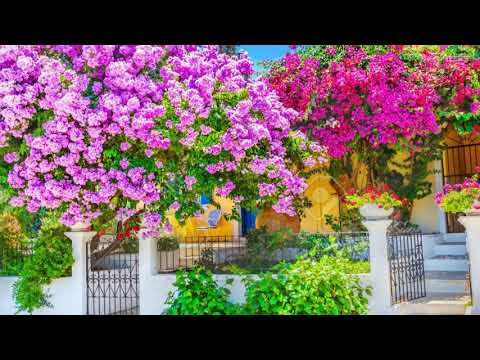 The Most Beautiful Bougainvillea flowers in the world