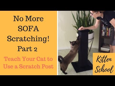 How to Teach Your Cat to Use a Scratching Post - Part 2