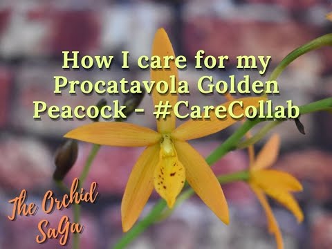 How I care for my Procatavola Golden Peacock - #CareCollab