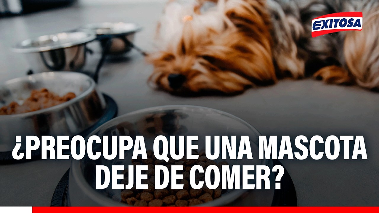 🔴🔵 ¿Preocupa que una mascota deje de comer?
