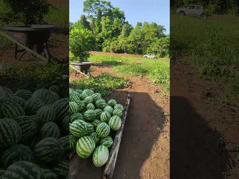 Producción agrícola Unguia Choco #reels #viral #shorts #short #shortvideo #fyp #viral