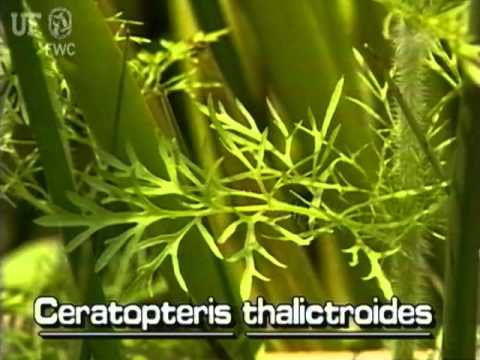 How to identify Water horn fern